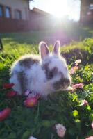 een baby konijn is zittend in een veld- van bloemen foto