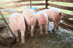 vier varkens zijn aan het eten in een pen foto