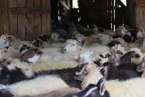 een kudde van schapen zijn houdende naar beneden in een schuur foto