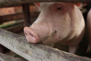 een varken is aan het eten gras en heeft een vuil neus- foto