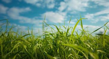 met gras begroeid veld- onder blauw lucht foto