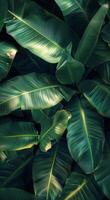 detailopname van groot groen banaan bladeren in weelderig tropisch gebladerte foto