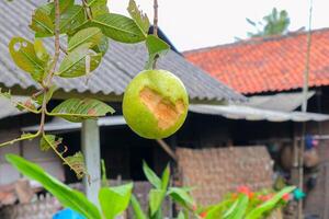 guava fruit of vaak gebeld guava heeft de Latijns naam psidium guajava welke is rijp maar heeft tekens van bijt van nachtelijk dieren. foto