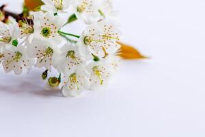 etherisch bloesem vieren de schoonheid van wit kers bloesem, van de natuur delicaat bloemen symfonie foto