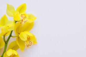 stralend pracht mockup van mooi geel orchidee Aan blanco papier, perfect voor creatief projecten en artistiek presentaties, verhelderend natuurlijk schoonheid en genade foto