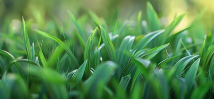 dichtbij omhoog van groen gras met wazig achtergrond foto