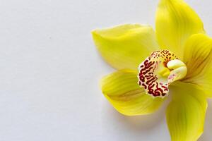 stralend pracht mockup van mooi geel orchidee Aan blanco papier, perfect voor creatief projecten en artistiek presentaties, verhelderend natuurlijk schoonheid en genade foto