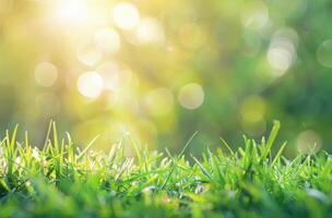 zon schijnt helder door groen gras foto
