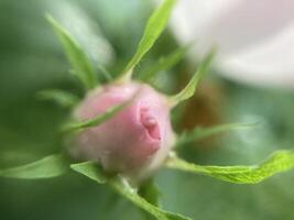 zomer bloemen hebben bloeide in de tuin foto