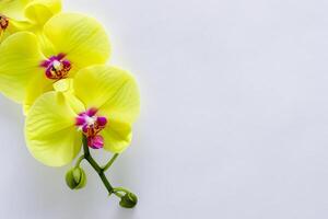 stralend pracht mockup van mooi geel orchidee Aan blanco papier, perfect voor creatief projecten en artistiek presentaties, verhelderend natuurlijk schoonheid en genade foto