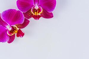 de mockup van een mooi roze orchidee Aan blanco papier vitrines een delicaat en elegant bloemen ontwerp. foto