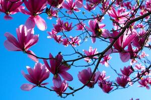 magnolia boom bloesems in lente met blauw lucht. inschrijving roze bloemen het baden in zonlicht. warm april het weer. bloeiend magnolia boom in voorjaar Aan pastel bokeh blauw lucht en roze achtergrond foto