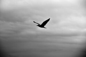 een zeemeeuw vliegt alleen tussen de luchten van Ligurië in een zwart en wit foto