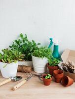 binnen- kruid tuin uitrusting met vers groen planten en tuinieren gereedschap foto