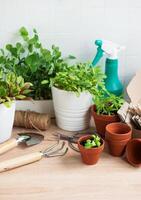 binnen- kruid tuin uitrusting met vers groen planten en tuinieren gereedschap foto