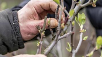 de detailopname beeld highlights de ingewikkeld details van een boeren snoeien techniek net zo ze gebruik hun vingers naar snuifje uit klein schiet en bloemknoppen Aan een jong Peer boom foto