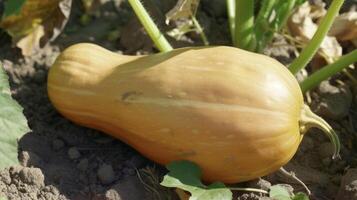 een detailopname van een mollig goudbruine squash vers geplukt van de tuin met haar diep groen stam nog steeds gehecht haar glad huid glinsterend onder de warm stralen van de zon foto