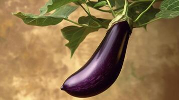 een single Purper aubergine hangende van een bladerrijk stam haar glad huid reflecterend de warm licht overstromingen in van een dichtbij venster foto