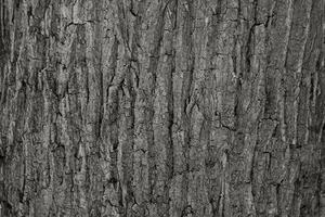 van de natuur textuur, detailopname van droog boom schors - achtergrond concept foto
