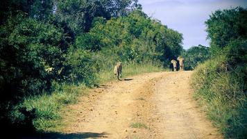 cheetah broers op jacht foto