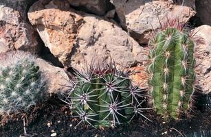 groene cactussen groeien in de grond op de achtergrond van stenen foto