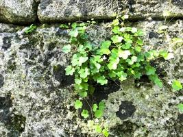 takken van planten met groene bladeren op de achtergrond van de muur foto