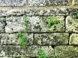 takken van planten met groene bladeren op de achtergrond van de muur foto