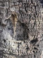 natuurlijke ruwe schors van tropische bomen. foto