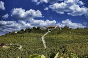 de wijngaarden in de piemontese langhe in de herfst ten tijde van de druivenoogst foto