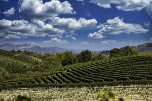 de wijngaarden in de piemontese langhe in de herfst ten tijde van de druivenoogst foto