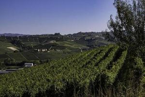 de wijngaarden in de piemontese langhe in de herfst ten tijde van de druivenoogst foto