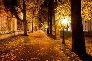 nacht park in herfst met gedaald geel bladeren. foto