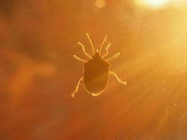 bruin gemarmerde stinkwants dier van klasse insecta insecten foto