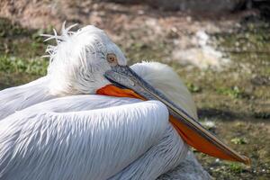 een pelikaan rust sierlijk, haar oranje Bill verscholen in een weelderig wit gevederde lichaam, illustreren de sereen schoonheid van vogel leven. foto