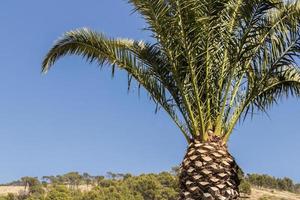 palmboom, kroon, kaapstad, zuid-afrika, blauwe lucht. foto