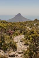 Trail to Lions Head Mountain Tafelberg Nationaal Park. foto
