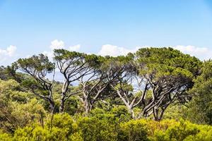 enorme Zuid-Afrikaanse bomen in de botanische tuin van kirstenbosch, kaapstad.