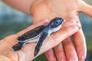 schattige zwarte schildpadbaby op handen in bentota, sri lanka. foto