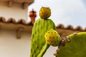 groene cactus en rode stekelige peren, planten in spanje. foto