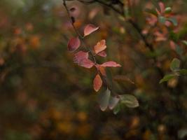 prachtige struik in herfstkleuren foto