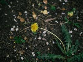 gele paardebloembloem in groen gras foto