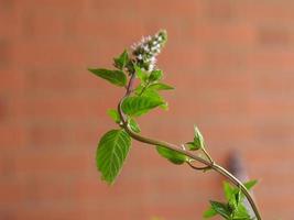 pepermunt mentha piperita plant foto