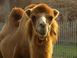 bactrische kameel camelus bactrianus zoogdier dier