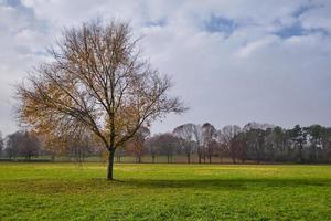 eenzame mooie boom met de laatste gouden bladeren op een weide rond. herfstlandschap, park van monza, italië foto