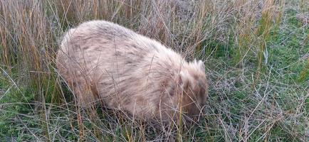 blonde wombat in het wild foto