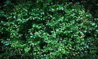 groene bladeren textuur achtergrond - natuurlijke groene plant muur of klein blad in het bos foto
