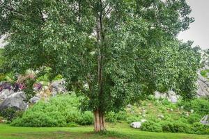 bodhiboom en groen bodhiblad met zonlicht bij tempel thailand - boom van boeddhisme foto