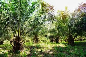 palmplantage, palmolie met bladeren van gewassen in het groen, tropische boomplant palmboomvelden natuur landbouwboerderij foto