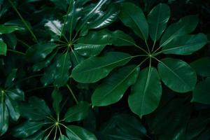 blad mooi in het tropische bos plant jungle - natuurlijke groene bladeren patroon achtergrond donkere toon foto