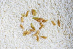 padie geoogste rip rijst, jasmijn witte rijst en gele oogst rijst en voedsel granen kookconcept